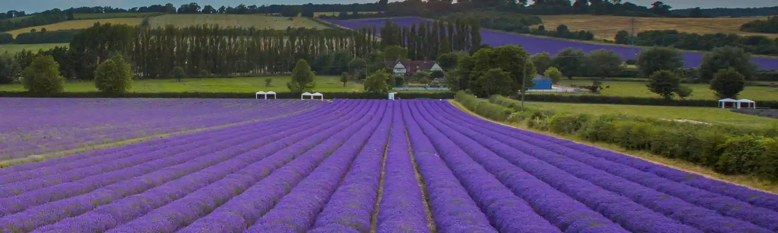 Castle Farm Lavender image2.jpg