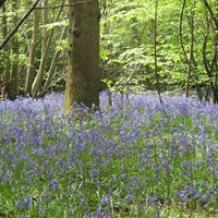 Ham Street Woods National Nature Reserve Ham Street Woods Bluebells 2.jpg